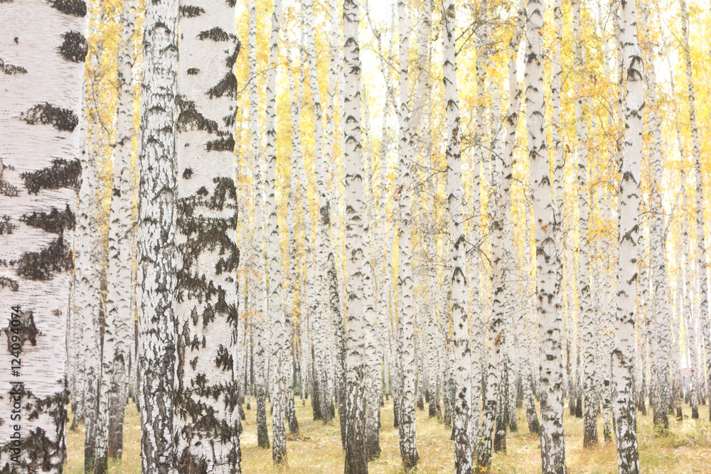 Obraz premium autumn birch forest