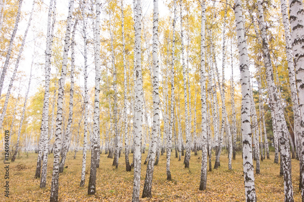Obraz premium jesienny las brzozowy