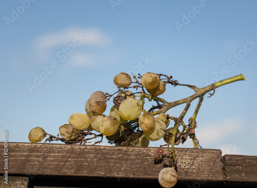 Overripe grape under blue sky photo