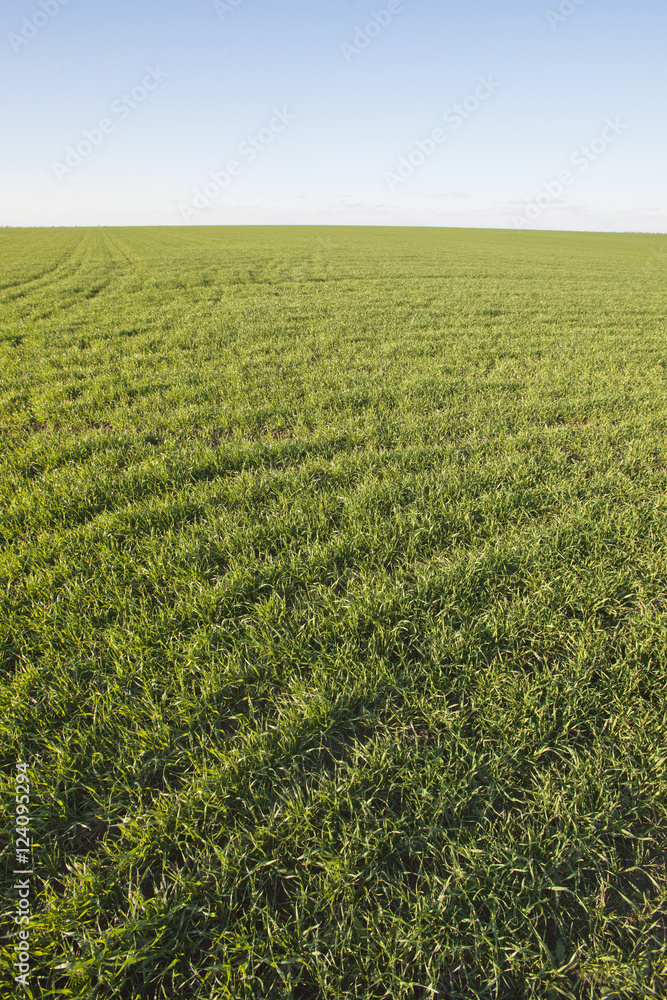 winter crops. Green grass