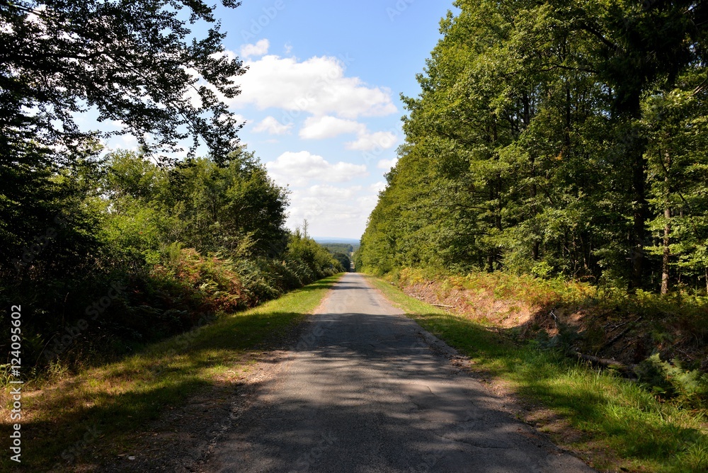 Naklejka premium chemin en forêt
