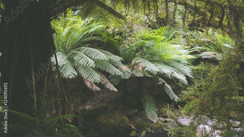 Gem    igter Regenwald bei den Erskine Falls  Great Ocean Road in Australien