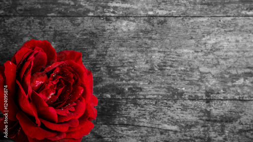 czerwona róża na drewnianym czarno-białym tle