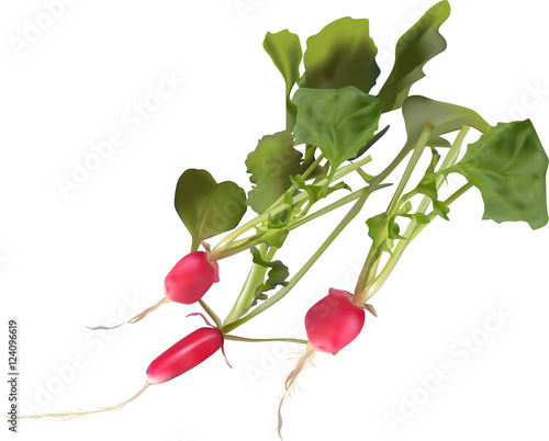 bunch of garden radish isolated on white