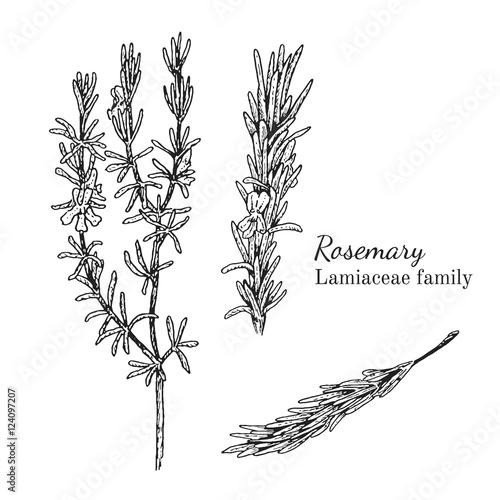 Ink rosemary herbal illustration. Hand drawn botanical sketch style. Absolutely vector. Good for using in packaging - tea, condinent, oil etc - and other applications