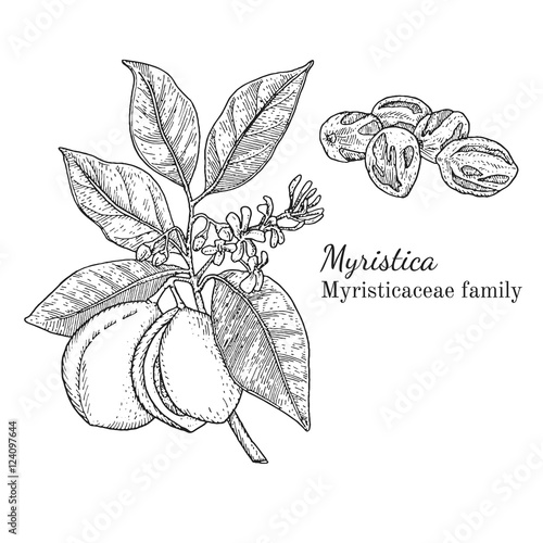 Ink nutmeg herbal illustration. Hand drawn botanical sketch style. Absolutely vector. Good for using in packaging - tea, condinent, oil etc - and other applications