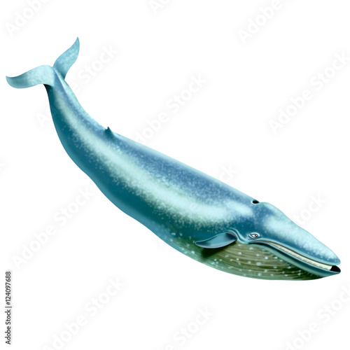 Whale