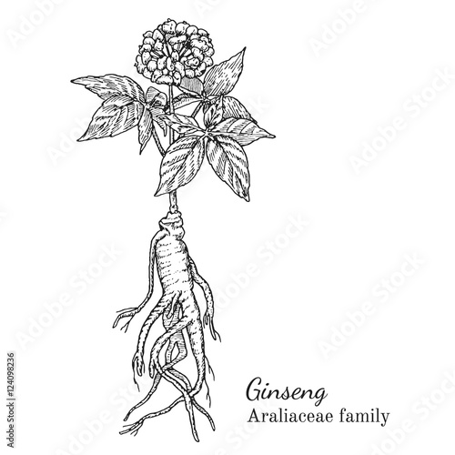 Ink ginseng herbal illustration. Hand drawn botanical sketch style. Absolutely vector. Good for using in packaging - tea, condinent, oil etc - and other applications