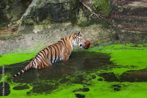 Tiger playing ball in water at the zoo.