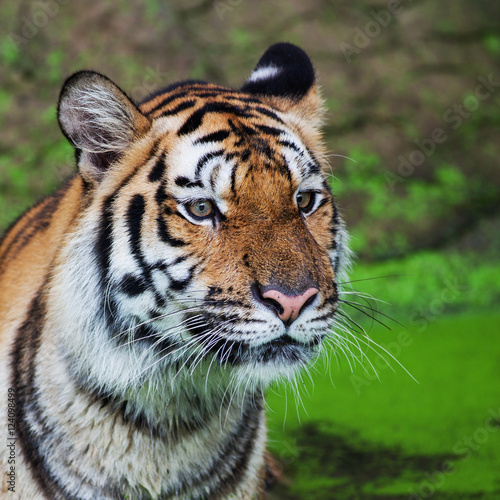 Fototapeta Naklejka Na Ścianę i Meble -  Close up face tiger at the zoo in Thailand