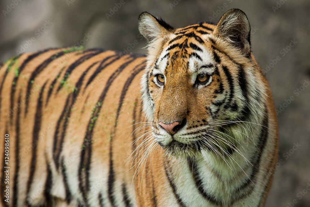 Close up face tiger at the zoo in Thailand Close up face tiger at the zoo in Thailand