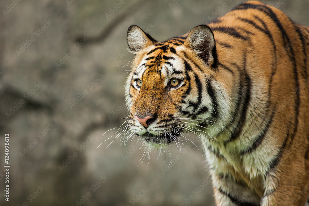 Obraz premium Close up face tiger at the zoo in Thailand