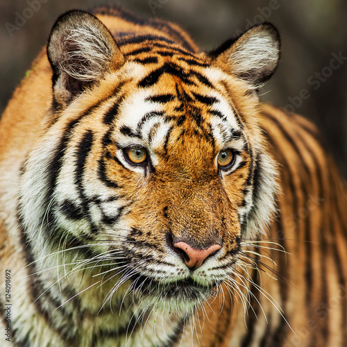 Close up face tiger at the zoo in Thailand