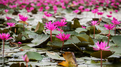 Sea of red lotus   Marsh Red lotus Sea of red lotus Thailand