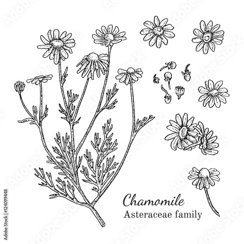 Ink chamomile herbal illustration. Hand drawn botanical sketch style. Absolutely vector. Good for using in packaging - tea, condinent, oil etc - and other applications