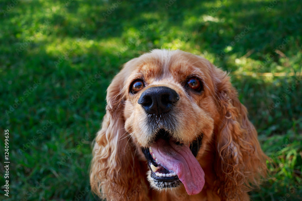 dog breed American Cocker Spaniel dog breed American Cocker Spaniel