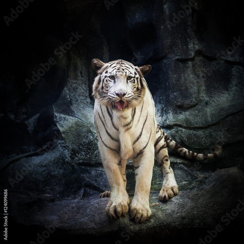 White Tiger on the rock in the zoo