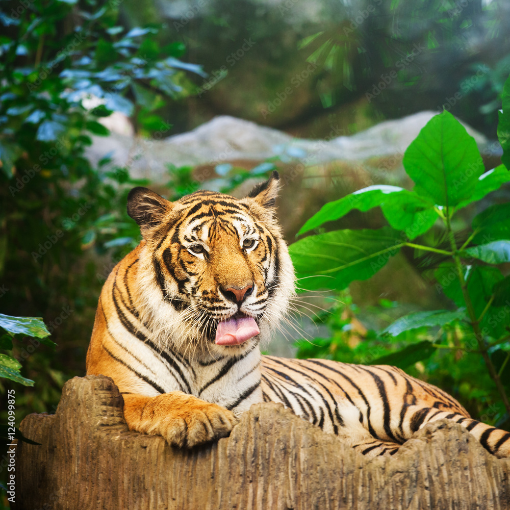 Fototapeta premium Bengal Tiger in forest show head and leg