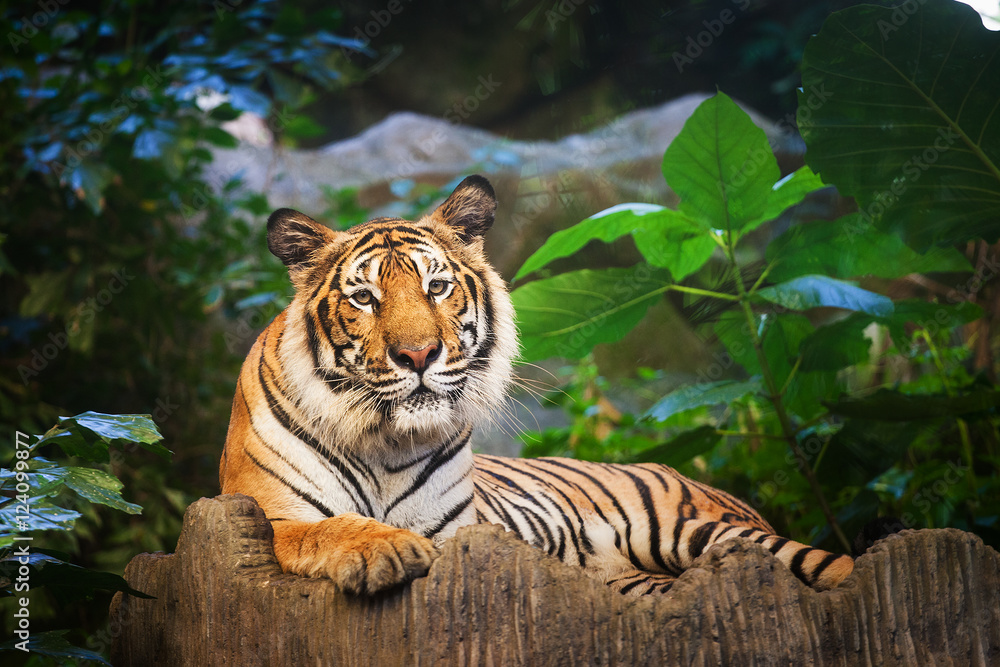 Fototapeta premium Bengal Tiger in forest show head and leg