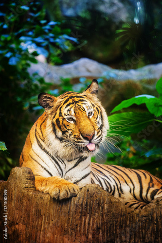 Bengal Tiger in forest show head and leg