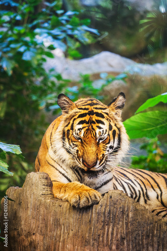 Fototapeta Naklejka Na Ścianę i Meble -  Bengal Tiger in forest show head and leg