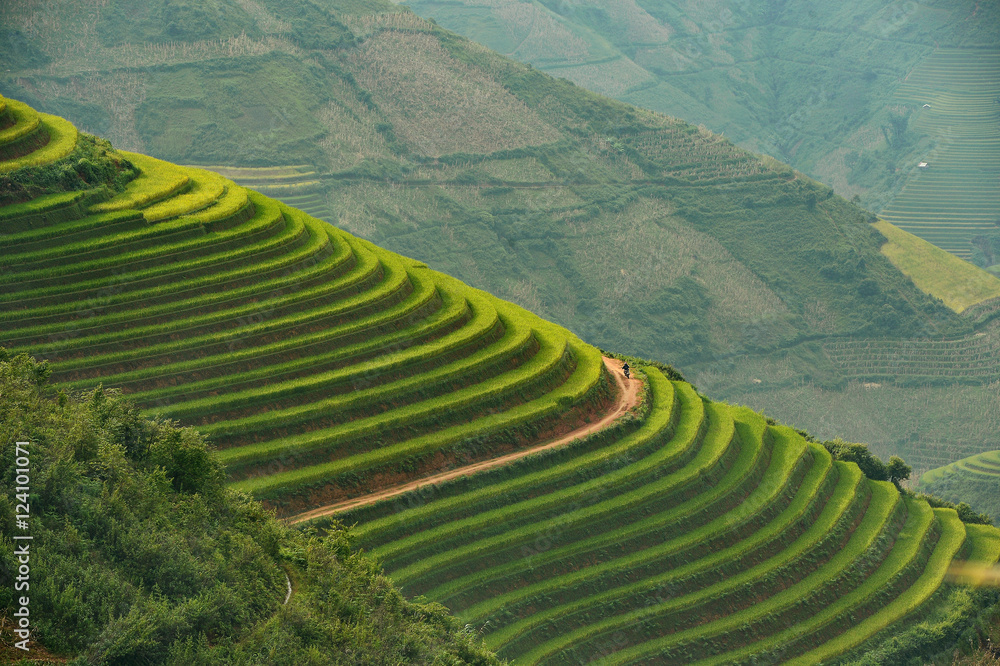 terrace rice field,vietnam