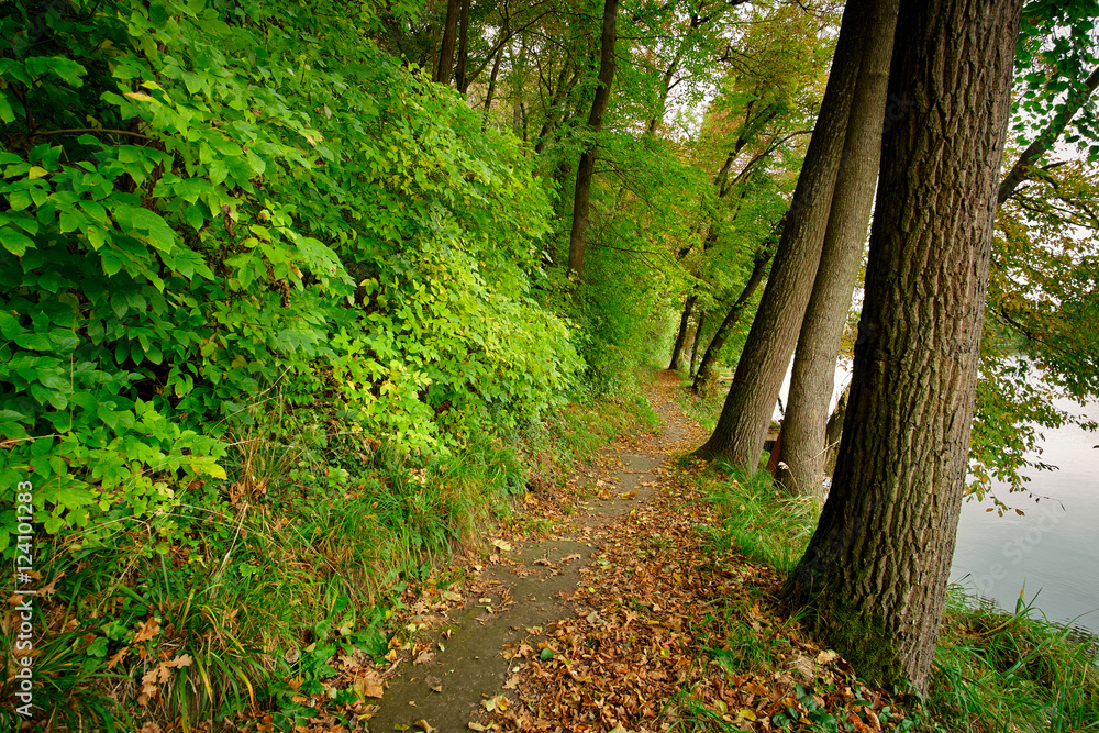 Fototapeta premium Path in the colorful forest