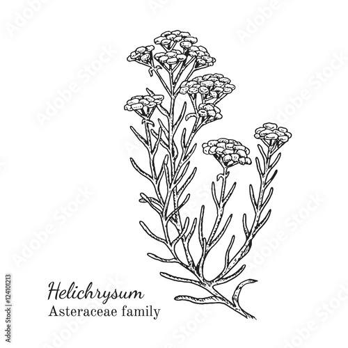 Ink helichrysum herbal illustration. Hand drawn botanical sketch style. Absolutely vector. Good for using in packaging - tea, condinent, oil etc - and other applications photo
