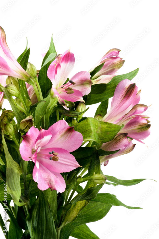 Beautiful Pink Alstroemeria Beautiful Pink Alstroemeria