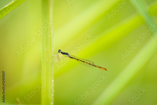 Small dragonfly