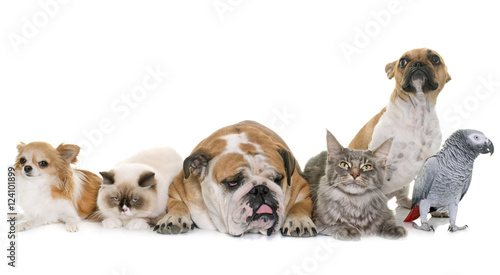 group of pet