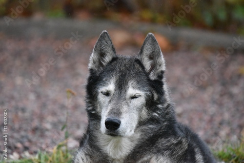 Husky dog with closed eyes