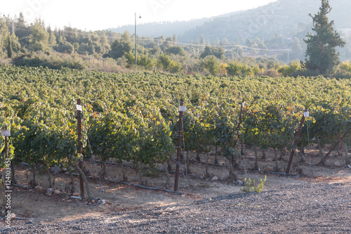 vineyard on a sunny day photo