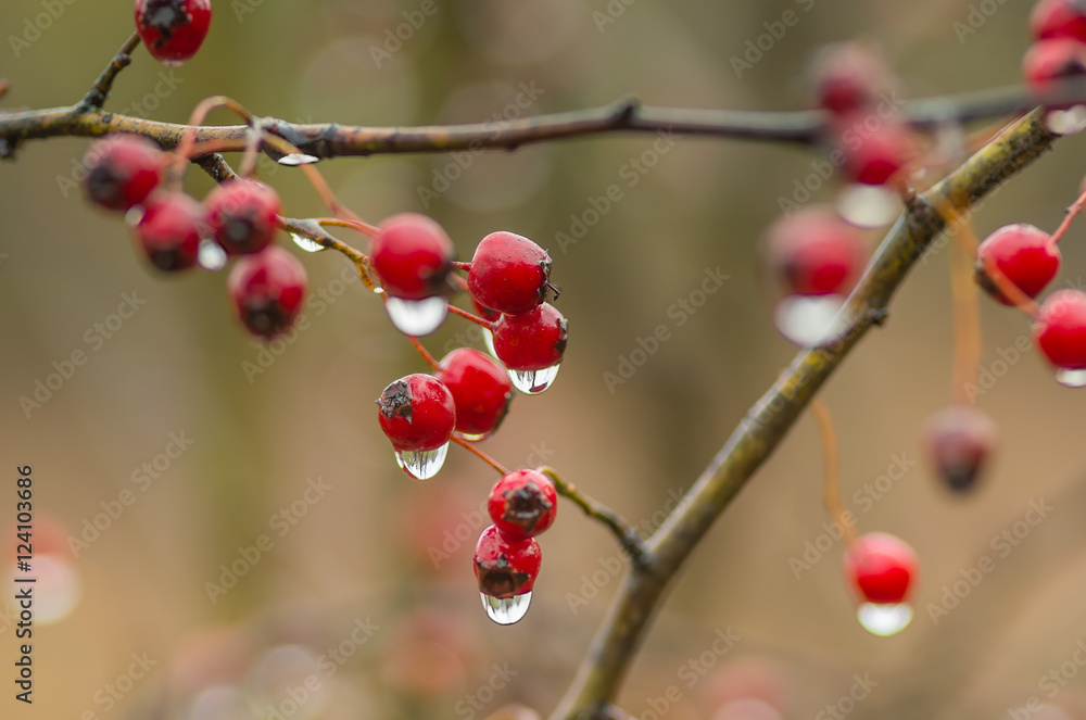 red hawthorn berries with water drops red hawthorn berries with water drops