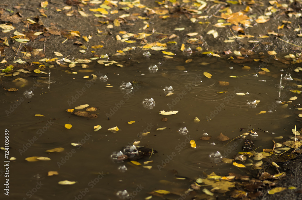 bubbles and leaves in a muddy puddle during rain bubbles and leaves in a muddy puddle during rain