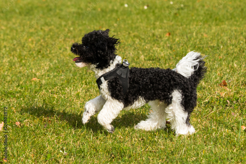 Fototapeta premium Toy poodle running in lawn