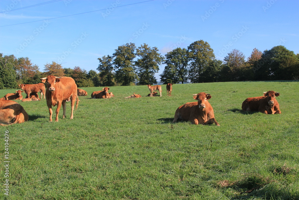 Fototapeta premium Vaches limousines.