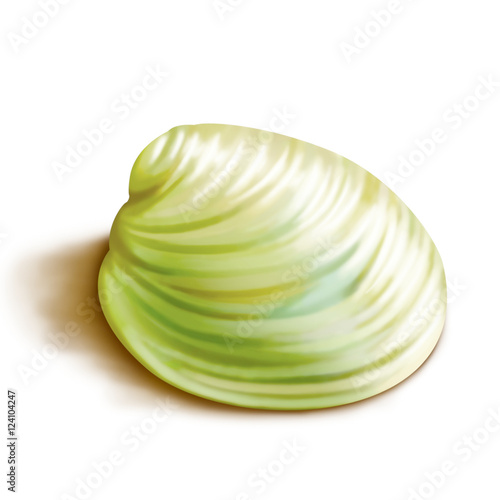 Clam