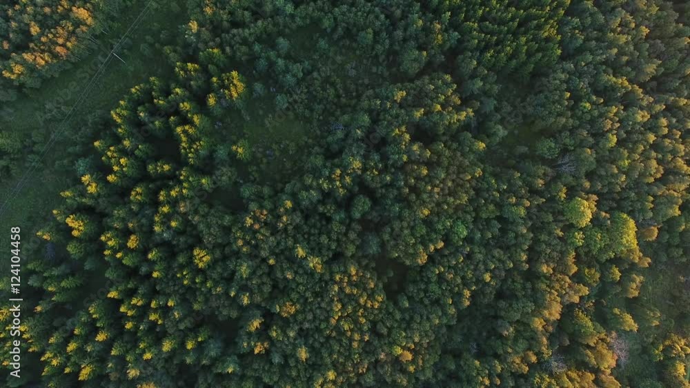 aerial view to green summer forest and power line aerial view to green summer forest and power line
