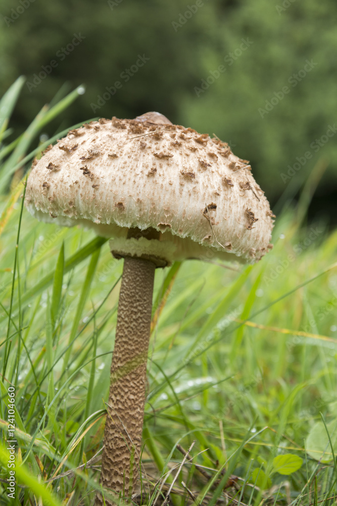 Gemeiner Riesenschirmling, Parasol oder Riesenschirmpilz Gemeiner Riesenschirmling, Parasol oder Riesenschirmpilz