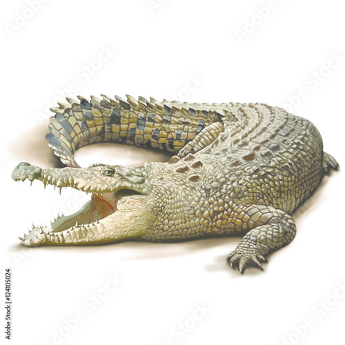 Crocodile