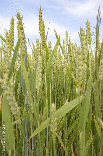 agricultural field