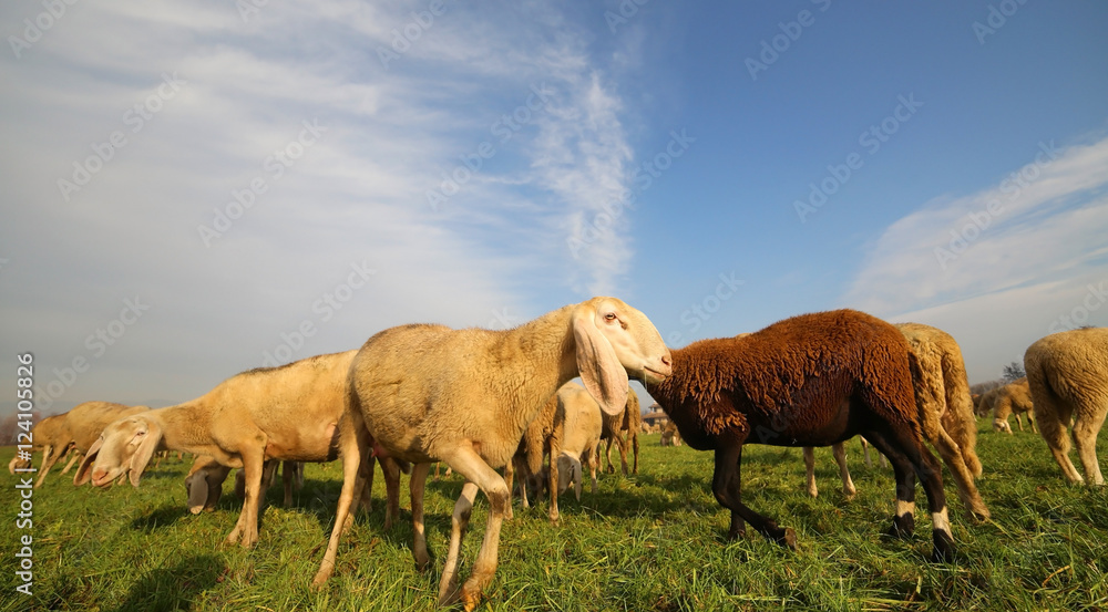 Obraz premium flock with many sheep grazing