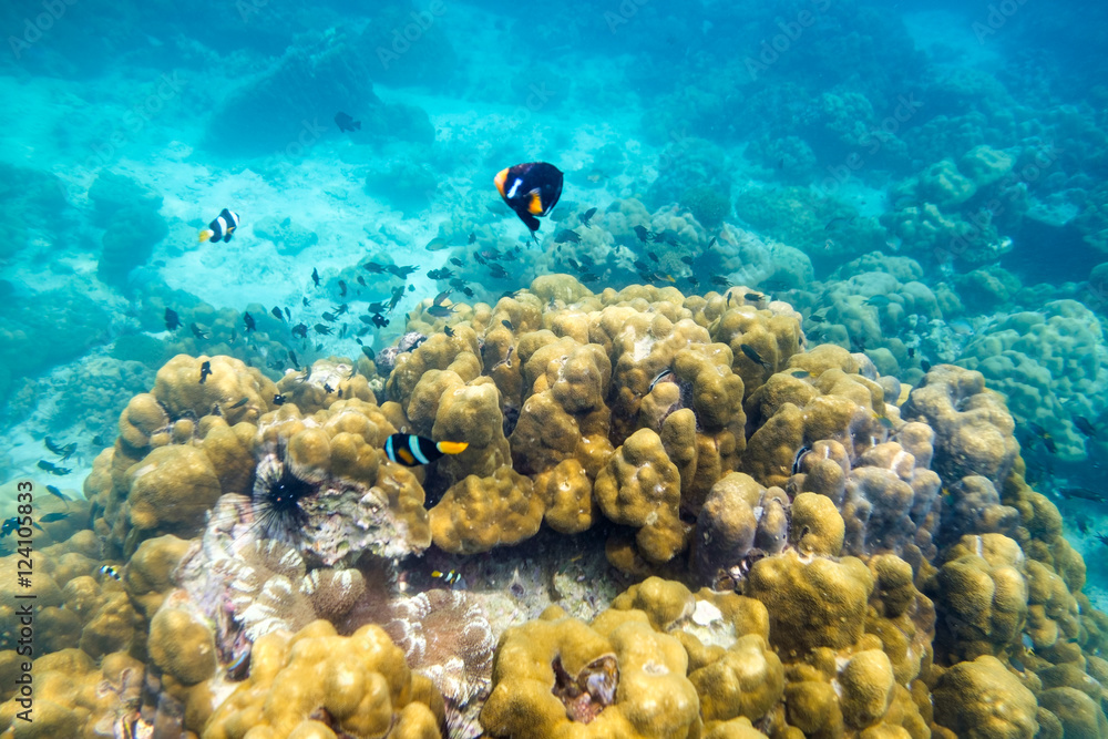 Obraz premium Underwater sea fish around stone colorful in lipe,andaman