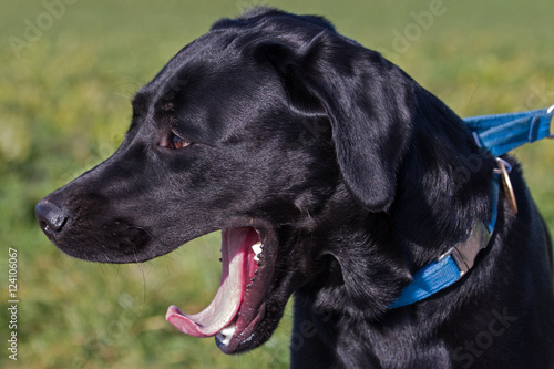 Black labrador retriever dog yawning photo