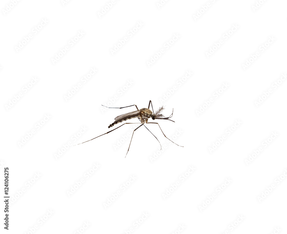 Mosquito species aedes aegyti side - isolated Mosquito species aedes aegyti side - isolated