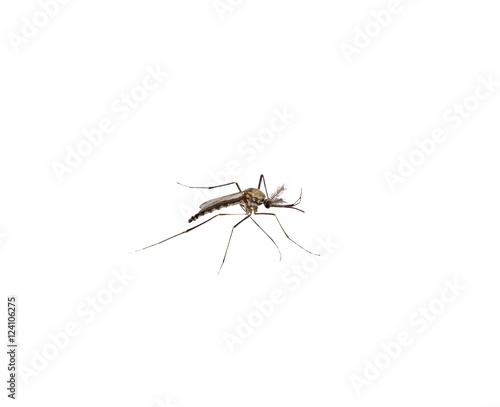 Mosquito species aedes aegyti side - isolated