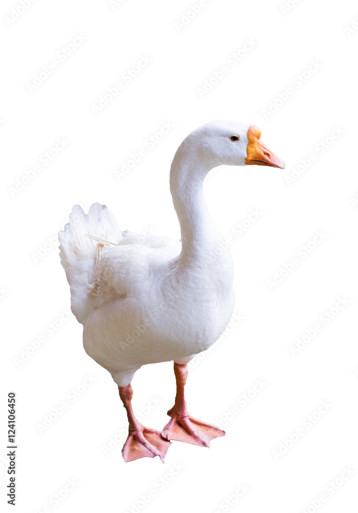 Big white goose looking sideway,isolated Big white goose looking sideway,isolated