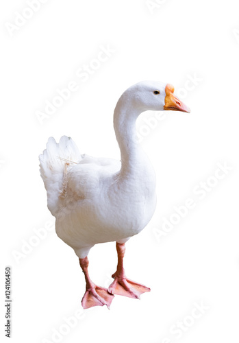 Big white goose looking sideway,isolated