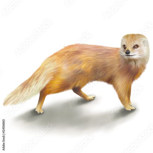 Mongoose